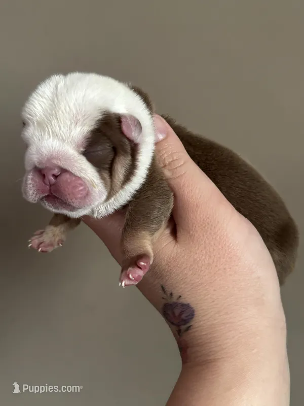 Spot, a male English Bulldog for sale in Nashville, TN – Photo 1 of 3