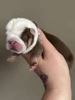 Spot, a male English Bulldog for sale in Nashville, TN – Photo 1 of 3