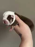 Spot, a male English Bulldog for sale in Nashville, TN – Photo 2 of 3