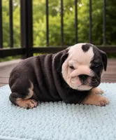 Marley, a female English Bulldog for sale in Chattanooga, TN – 2 of 5