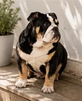 Raven, a female English Bulldog for sale in Chattanooga, TN – 2 of 6