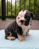 Marley, a female English Bulldog for sale in Chattanooga, TN – 4 of 5