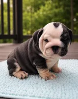 Marley, a female English Bulldog for sale in Chattanooga, TN – 1 of 5