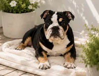 Raven, a female English Bulldog for sale in Chattanooga, TN – 1 of 6