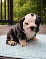 Marley, a female English Bulldog for sale in Chattanooga, TN – 5 of 5