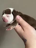 Dot, a female English Bulldog for sale in Nashville, TN – Photo 1 of 3