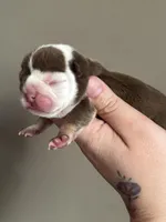 Dot, a female English Bulldog for sale in Nashville, TN – Photo 3 of 3