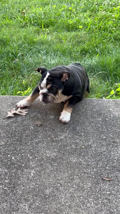 Raven, a female English Bulldog for sale in Chattanooga, TN – 7 of 8