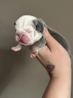 Snow, a female English Bulldog for sale in Nashville, TN – Photo 2 of 3