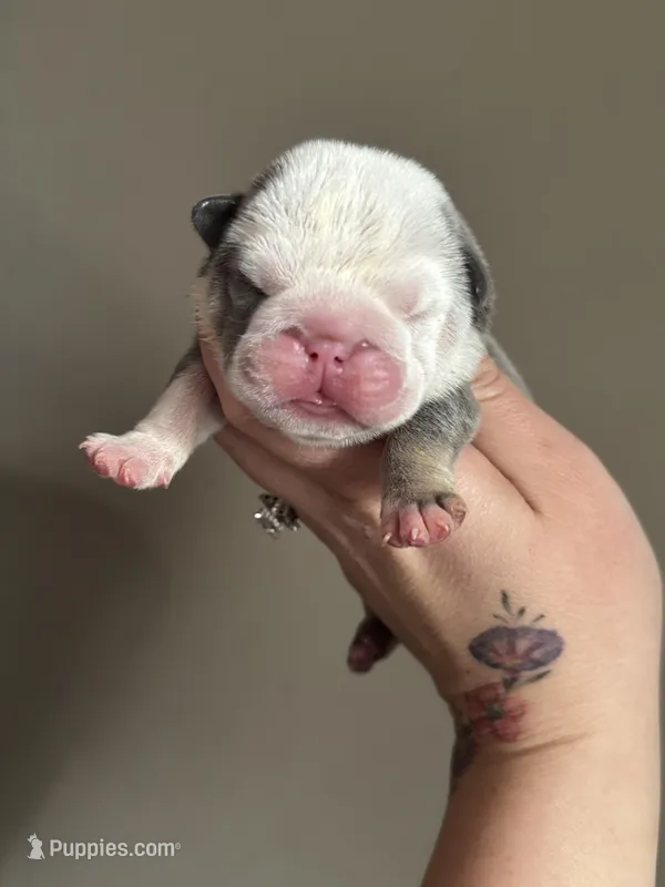 Snow, a female English Bulldog for sale in Nashville, TN – Photo 1 of 3