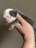 Snow, a female English Bulldog for sale in Nashville, TN – Photo 3 of 3