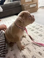 Nala, a female English Bulldog for sale in Santa Ana, CA – 8 of 8