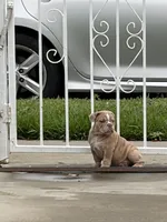 Nala, a female English Bulldog for sale in Santa Ana, CA – 4 of 8