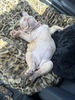 Nala, a female English Bulldog for sale in Santa Ana, CA – 7 of 8