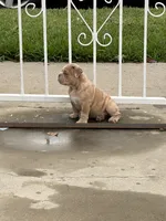Nala, a female English Bulldog for sale in Santa Ana, CA – 2 of 8