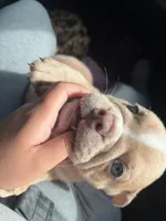 Nala, a female English Bulldog for sale in Santa Ana, CA – 6 of 8