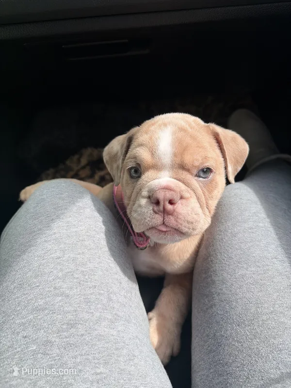 Nala – English Bulldog puppy for sale in Santa Ana, CA