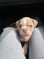 Nala, a female English Bulldog for sale in Santa Ana, CA – 1 of 8