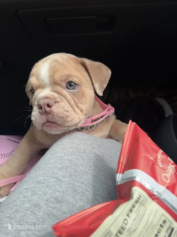Nala – English Bulldog puppy for sale in Santa Ana, CA