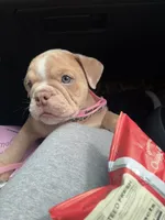 Nala, a female English Bulldog for sale in Santa Ana, CA – 5 of 8
