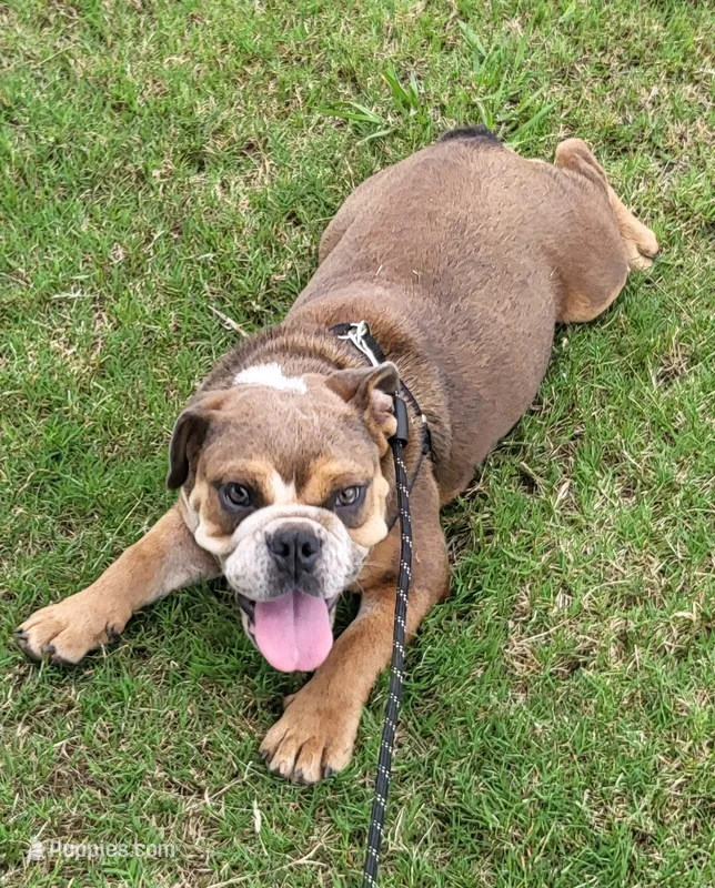 Puppy one  – English Bulldog puppy for sale in Eatonton, GA