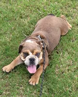 Puppy one , a female English Bulldog for sale in Eatonton, GA – 1 of 5