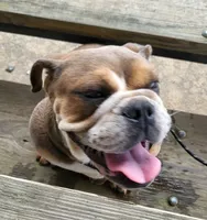 Puppy one , a female English Bulldog for sale in Eatonton, GA – 2 of 5