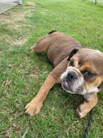 Puppy one , a female English Bulldog for sale in Eatonton, GA – 3 of 5
