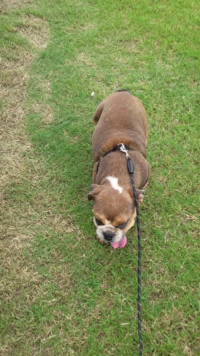 Puppy one , a female English Bulldog for sale in Eatonton, GA – 5 of 5