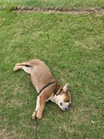 Puppy one , a female English Bulldog for sale in Eatonton, GA – 4 of 5
