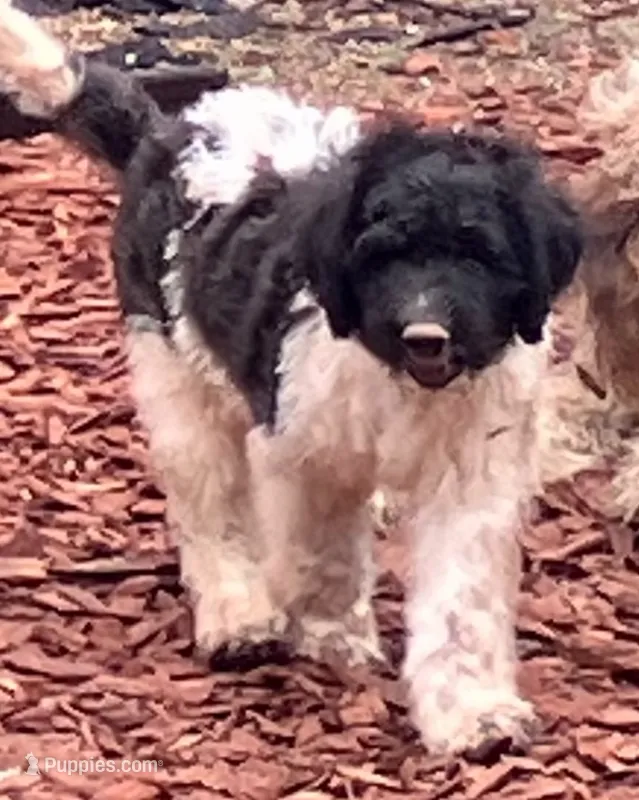 GEEBEE good boy! – Pyredoodle puppy for sale in Thousand Oaks, CA