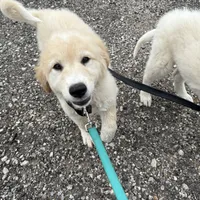 Adopt A Huggable Pup, a  Great Pyrenees for sale in Thousand Oaks, CA – Photo 6 of 8