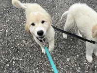 Adopt this Huggable Pup, a female Great Pyrenees for sale in Thousand Oaks, CA – Photo 6 of 8