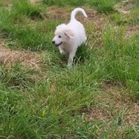 Adopt A Huggable Pup, a  Great Pyrenees for sale in Thousand Oaks, CA – Photo 5 of 8