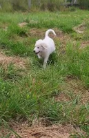 Adopt this Huggable Pup, a female Great Pyrenees for sale in Thousand Oaks, CA – Photo 5 of 8