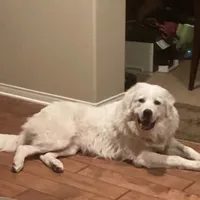 Adopt A Huggable Pup, a  Great Pyrenees for sale in Thousand Oaks, CA – Photo 8 of 8