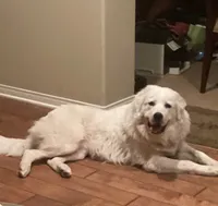 Adopt this Huggable Pup, a female Great Pyrenees for sale in Thousand Oaks, CA – Photo 8 of 8