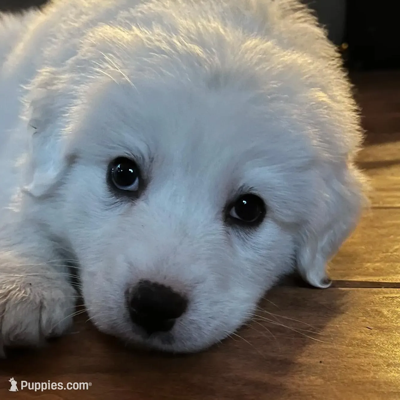 Adopt A Huggable Pup