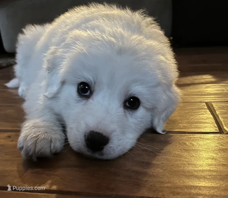 Adopt this Huggable Pup