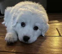 Adopt this Huggable Pup, a female Great Pyrenees for sale in Thousand Oaks, CA – Photo 1 of 8
