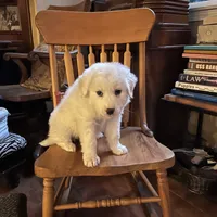 Adopt A Huggable Pup, a  Great Pyrenees for sale in Thousand Oaks, CA – Photo 4 of 8