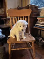 Adopt this Huggable Pup, a female Great Pyrenees for sale in Thousand Oaks, CA – Photo 4 of 8