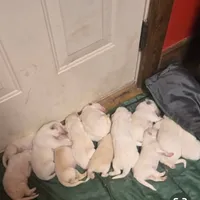 Adopt A Huggable Pup, a  Great Pyrenees for sale in Thousand Oaks, CA – Photo 3 of 8