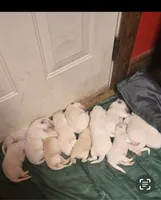 Adopt this Huggable Pup, a female Great Pyrenees for sale in Thousand Oaks, CA – Photo 3 of 8