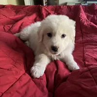 Adopt A Huggable Pup, a  Great Pyrenees for sale in Thousand Oaks, CA – Photo 2 of 8