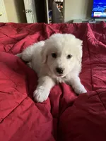 Adopt this Huggable Pup, a female Great Pyrenees for sale in Thousand Oaks, CA – Photo 2 of 8