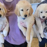 Adopt A Huggable Pup, a  Great Pyrenees for sale in Thousand Oaks, CA – Photo 7 of 8