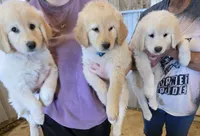 Adopt this Huggable Pup, a female Great Pyrenees for sale in Thousand Oaks, CA – Photo 7 of 8