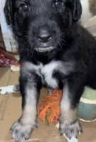 SEE MY BOOTS! & blue eyes!❤️, a male Great Pyrenees for sale in Thousand Oaks, CA – 2 of 3