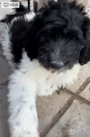 GEEBEE good boy!, a male Pyredoodle for sale in Thousand Oaks, CA – 3 of 3